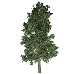 American Holly Tree - 09 -