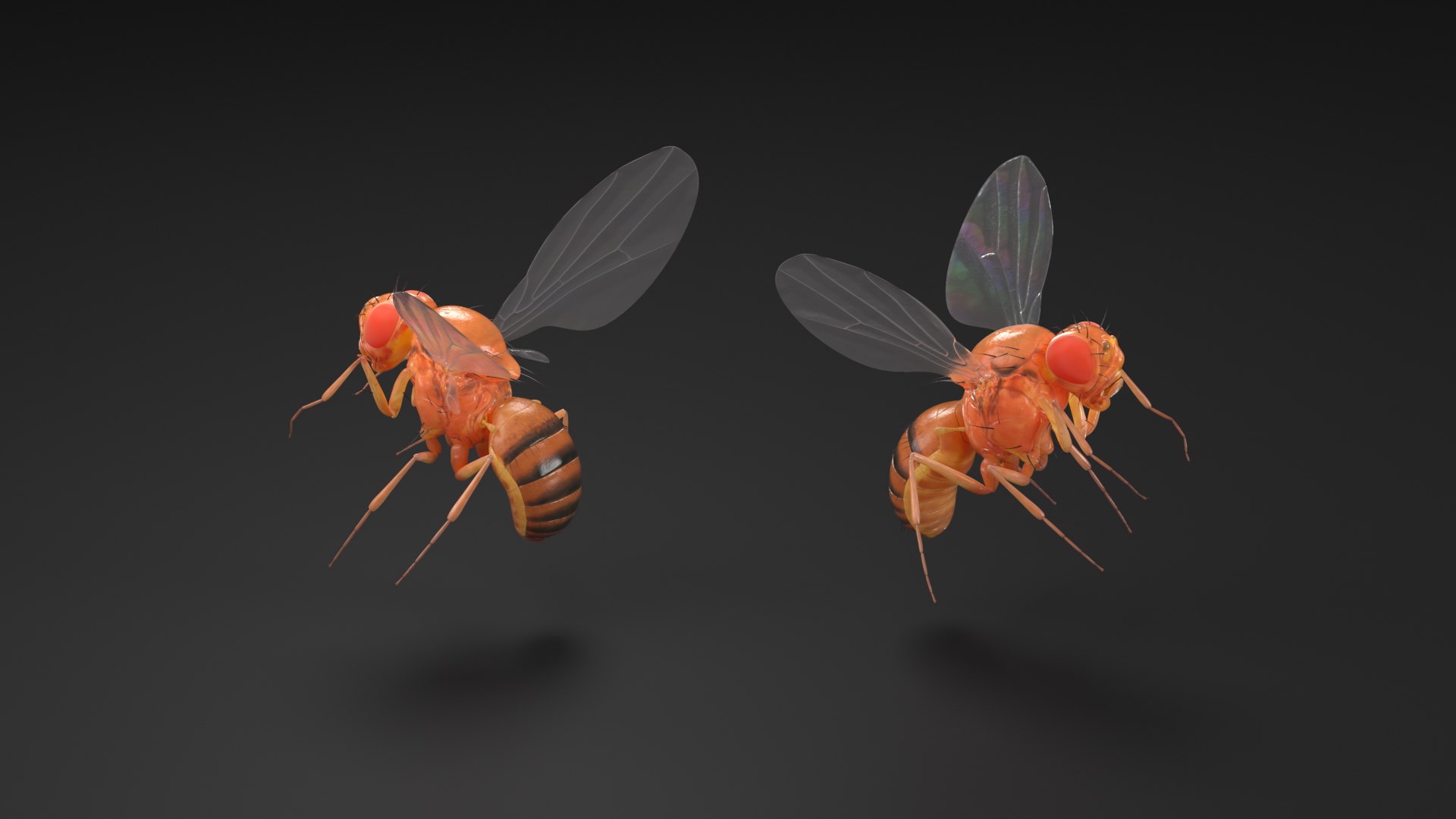 3D Vinegar Fly In Flight model https://p.turbosquid.com/ts-thumb/Zm/xbKw8e/Db/vinegar_fly_in_flight_003/jpg/1739775337/1920x1080/fit_q87/efbd82c4c64ddfb1a76c04cad277ce1ff2e1b5dd/vinegar_fly_in_flight_003.jpg