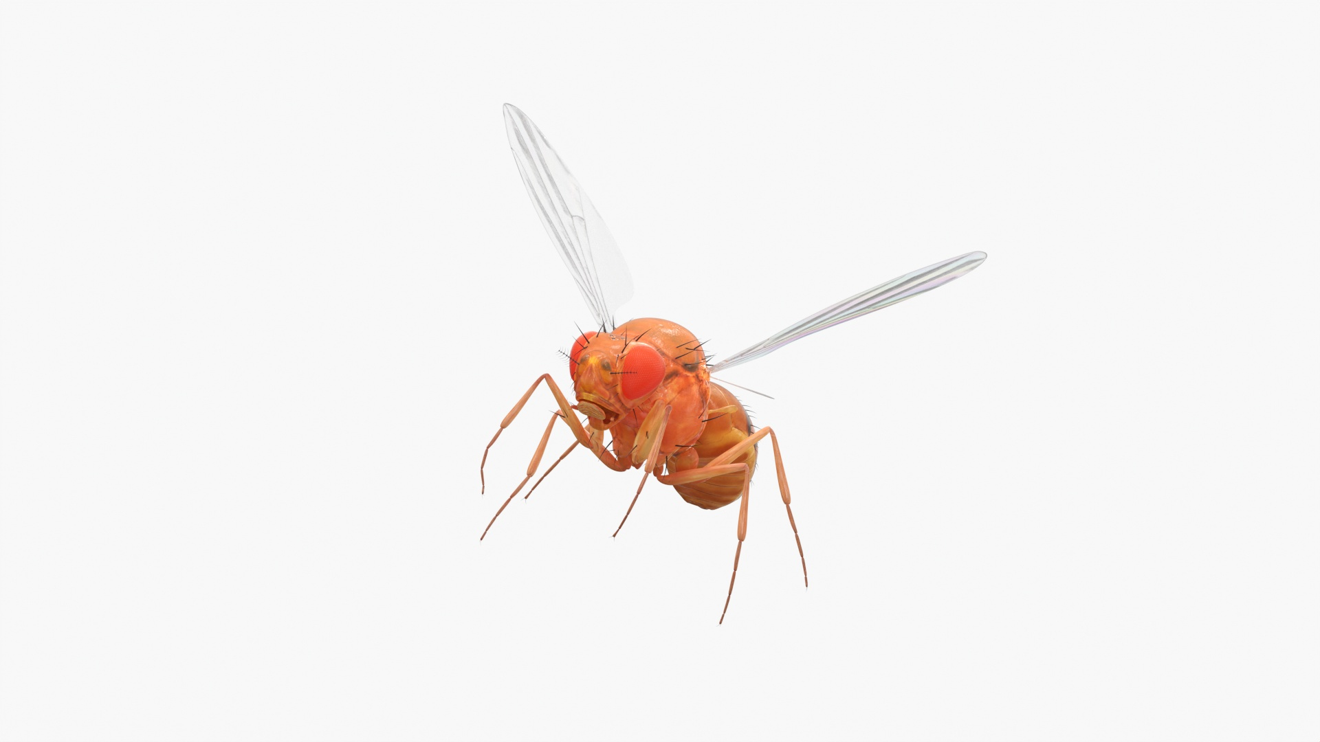 3D Vinegar Fly In Flight model https://p.turbosquid.com/ts-thumb/Zm/xbKw8e/Do/vinegar_fly_in_flight_360/jpg/1739775115/1920x1080/turn_fit_q99/f0ebe9f3fe4fe2c3ce2324579d2b1d93f7c1bb0b/vinegar_fly_in_flight_360-1.jpg