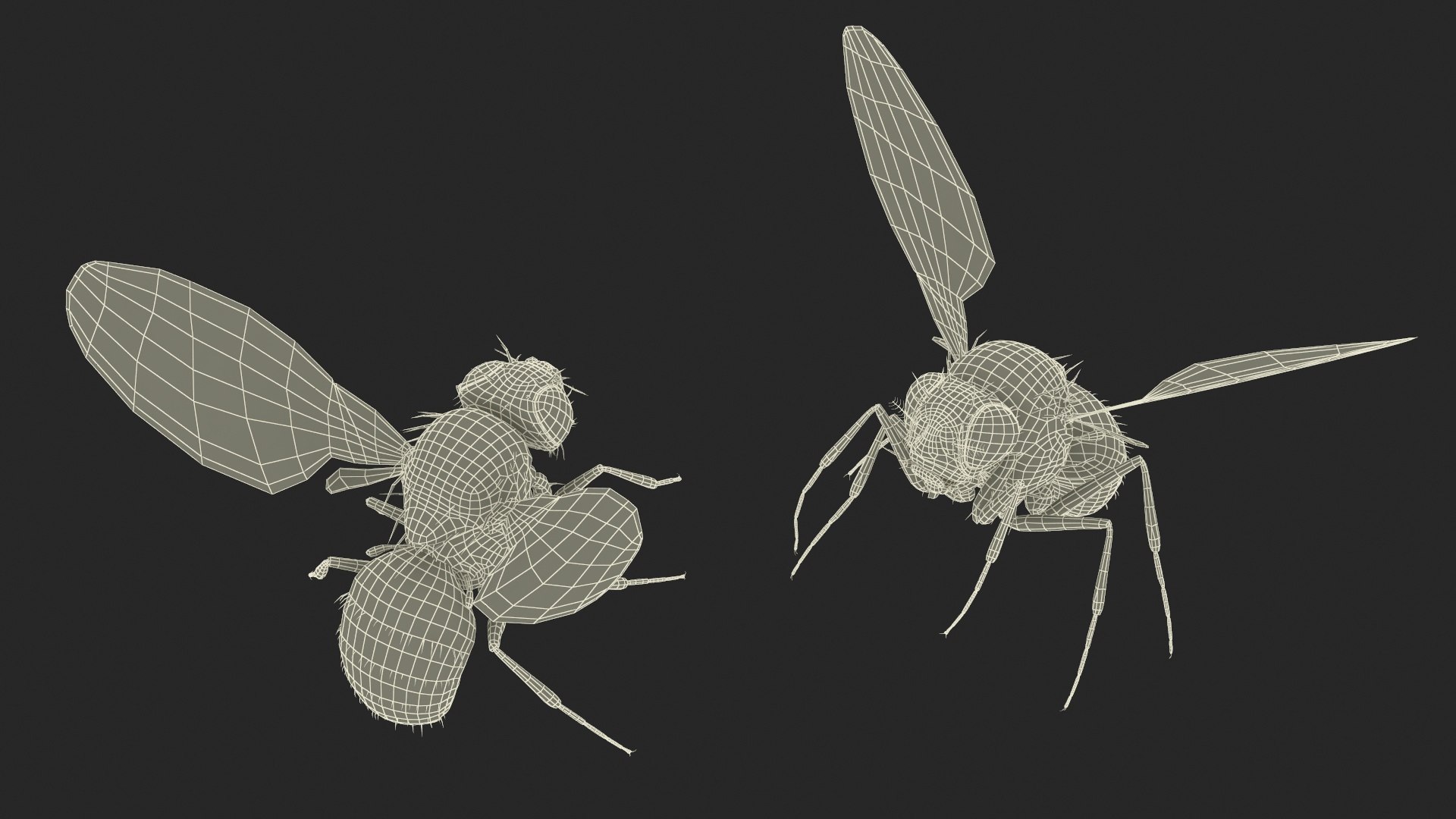 3D Vinegar Fly In Flight model https://p.turbosquid.com/ts-thumb/Zm/xbKw8e/EE/vinegar_fly_in_flight_016/jpg/1739775394/1920x1080/fit_q87/5455a7432a910a9f2f90305a09ab2f9f949285e8/vinegar_fly_in_flight_016.jpg