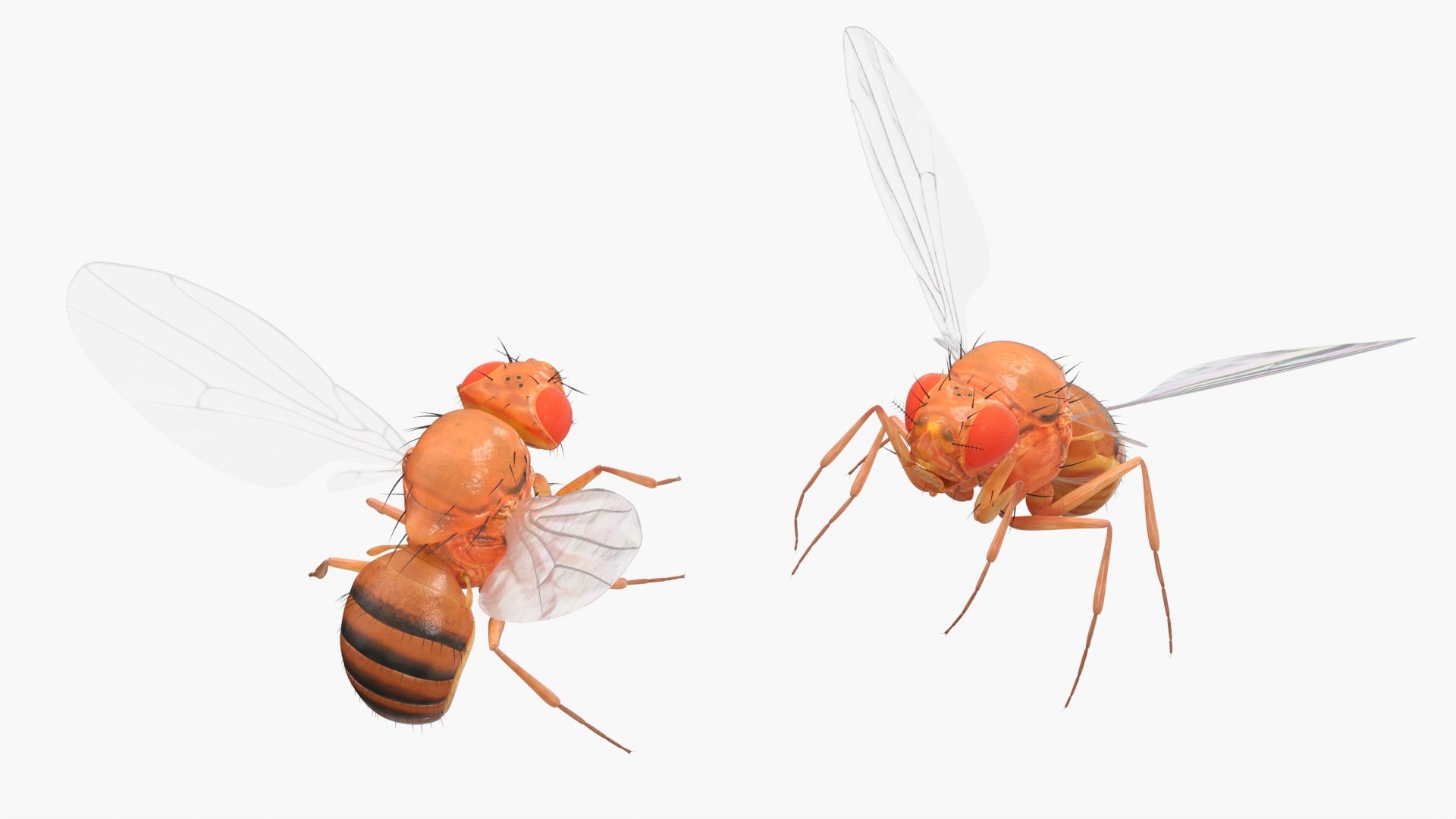 3D Vinegar Fly In Flight model https://p.turbosquid.com/ts-thumb/Zm/xbKw8e/M1/vinegar_fly_in_flight_005/jpg/1739775349/1920x1080/fit_q87/e87c1830e693ea13da4125300858e415fc7beceb/vinegar_fly_in_flight_005.jpg