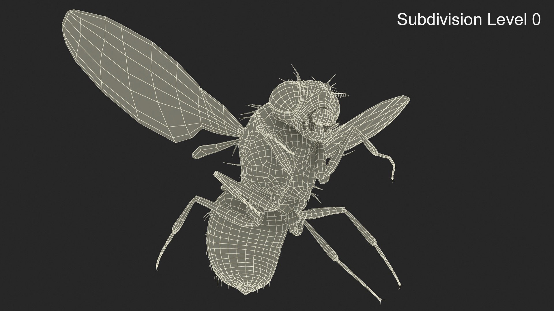 3D Vinegar Fly In Flight model https://p.turbosquid.com/ts-thumb/Zm/xbKw8e/e3/vinegar_fly_in_flight_010/jpg/1739775371/1920x1080/fit_q87/f614b7022a53beeb810a46cc82553ee20a819ec1/vinegar_fly_in_flight_010.jpg