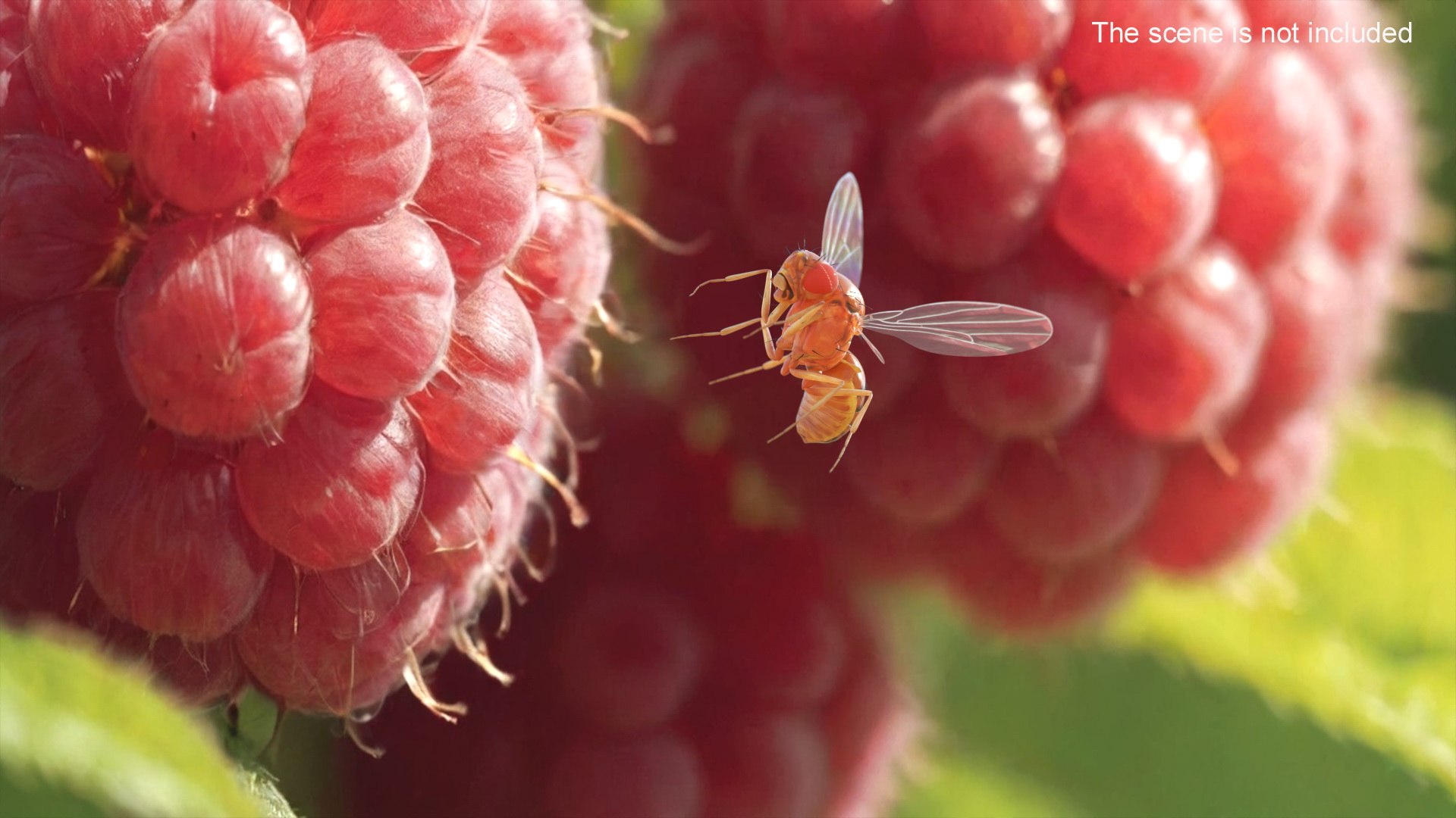 3D Vinegar Fly In Flight model https://p.turbosquid.com/ts-thumb/Zm/xbKw8e/kF/vinegar_fly_in_flight_004/jpg/1739775345/1920x1080/fit_q87/48cee98a8fac1a0e0e6b6f3992036bfe00dc3b04/vinegar_fly_in_flight_004.jpg