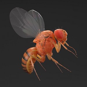 3D Vinegar Fly In Flight model