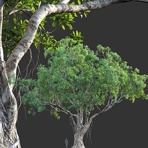 Ficus bengalensis - Cay Da model