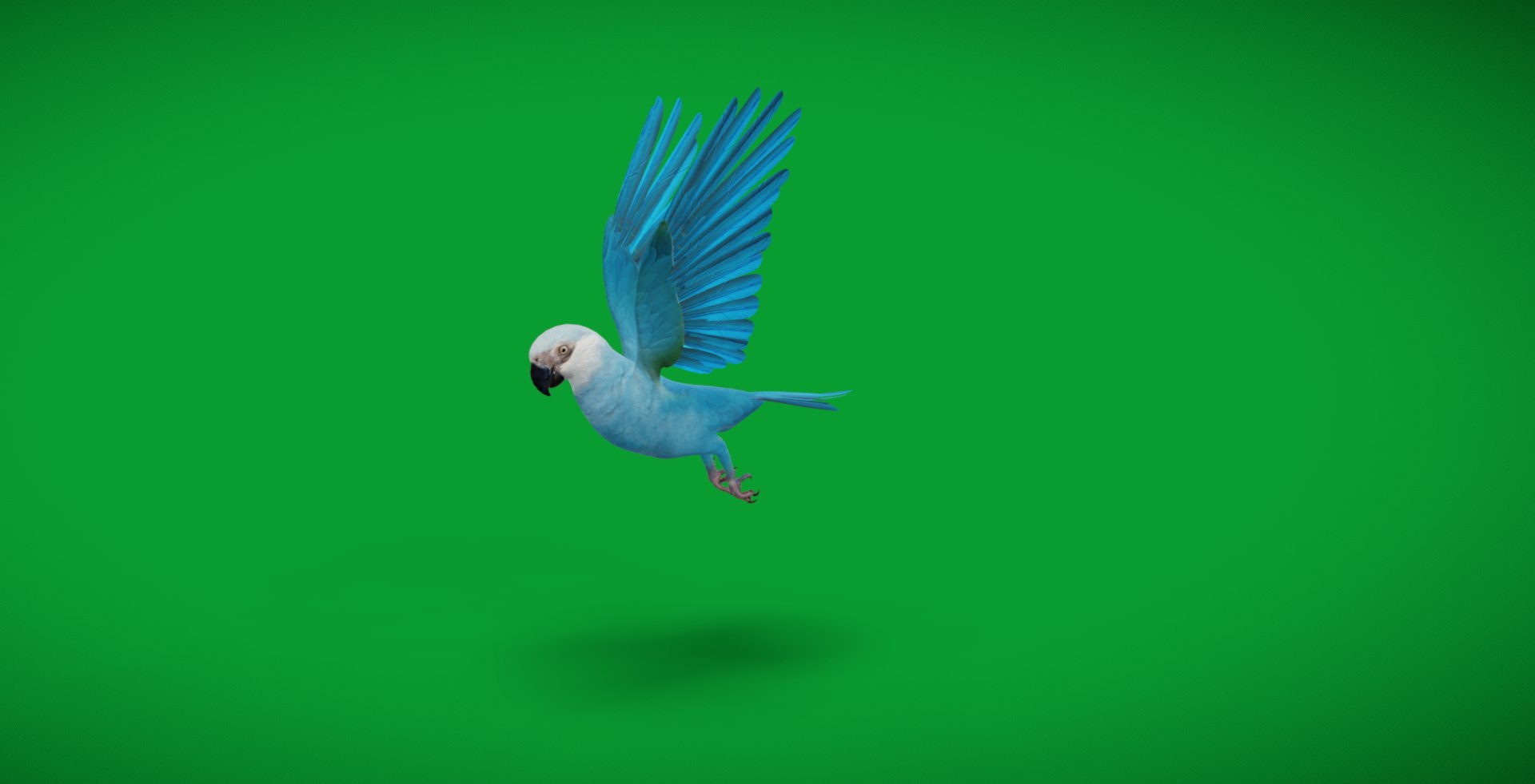 Spix Blue Macaw model https://p.turbosquid.com/ts-thumb/Zn/4HguxU/5n/screenshot_20251018_073221/jpg/1760757481/1920x1080/fit_q87/3266de9fb800186a21a71657fa15074d8bc72e4c/screenshot_20251018_073221.jpg