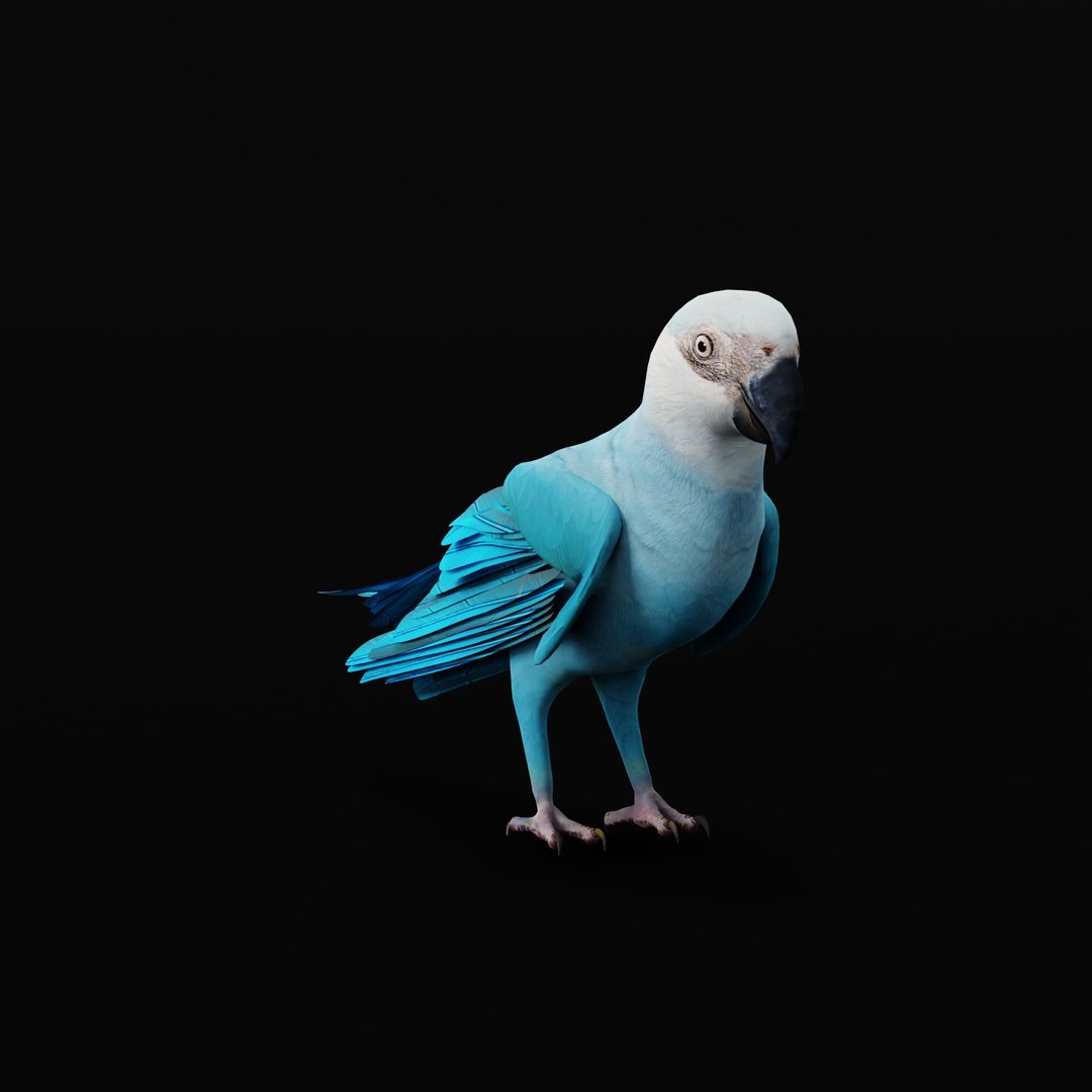 Spix Blue Macaw model https://p.turbosquid.com/ts-thumb/Zn/4HguxU/B1/spixaramacawarmature_0000/jpg/1760757830/1920x1080/fit_q87/143711ffed4389525244e9b6a5e03c3b52f841c3/spixaramacawarmature_0000.jpg