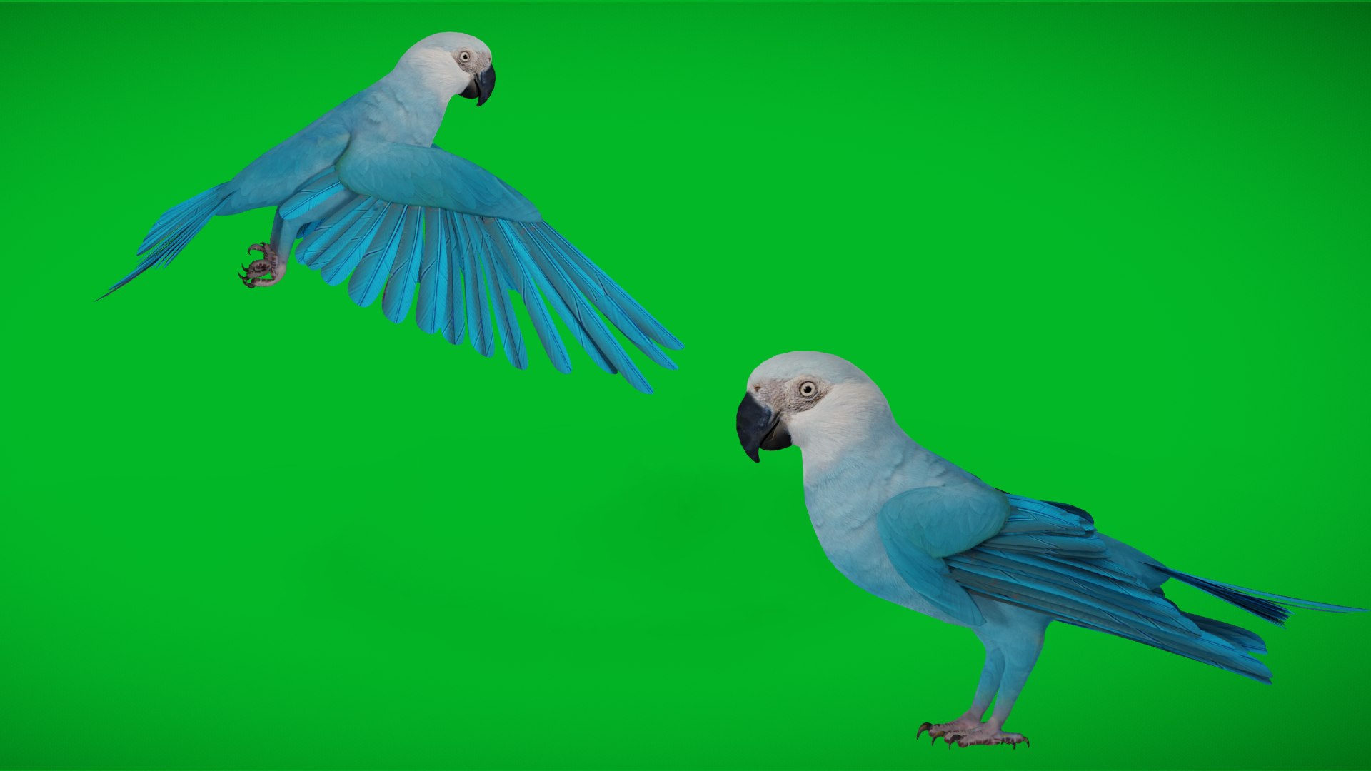 Spix Blue Macaw model https://p.turbosquid.com/ts-thumb/Zn/4HguxU/V5/animals_3d_a/png/1760757482/1920x1080/fit_q87/848c86173702c8f139115f1ff0127ddde76e872d/animals_3d_a.jpg