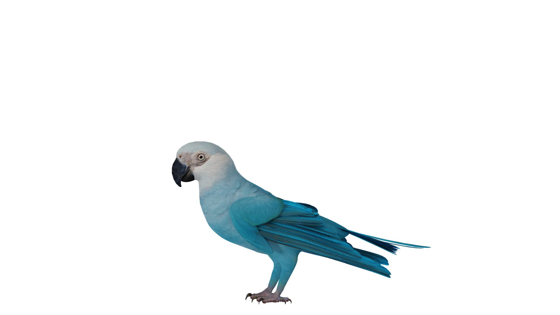 Spix Blue Macaw model https://p.turbosquid.com/ts-thumb/Zn/4HguxU/an/spix_preview132/png/1760757783/1920x1080/fit_q87/b706efc22aed5407ed677e8d311d244058833ce6/spix_preview132.jpg