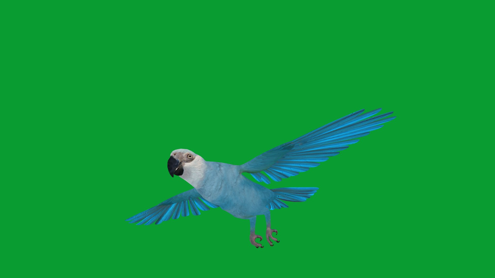 Spix Blue Macaw model https://p.turbosquid.com/ts-thumb/Zn/4HguxU/hr/spix_macaw_bird8/png/1760757571/1920x1080/fit_q87/0637c5b367252c707ecf5cba94c9b19a725fc870/spix_macaw_bird8.jpg