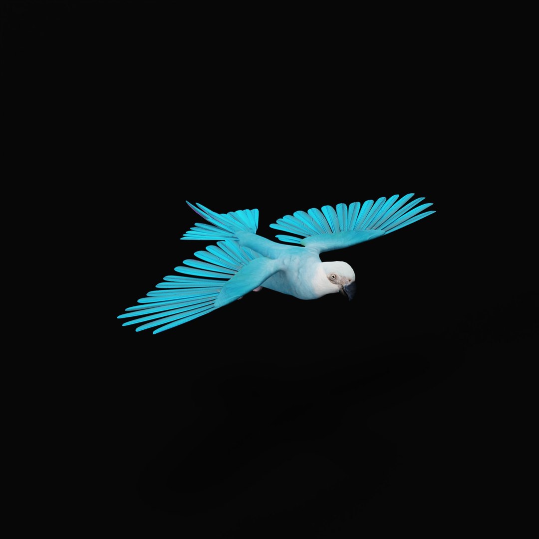 Spix Blue Macaw model https://p.turbosquid.com/ts-thumb/Zn/4HguxU/qO/spixaramacaw_0000/jpg/1760757786/1920x1080/fit_q87/c38c0880c213dd58e0a7cefa284c43f734ed39c6/spixaramacaw_0000.jpg
