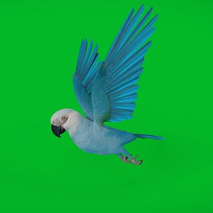 Spix Blue Macaw