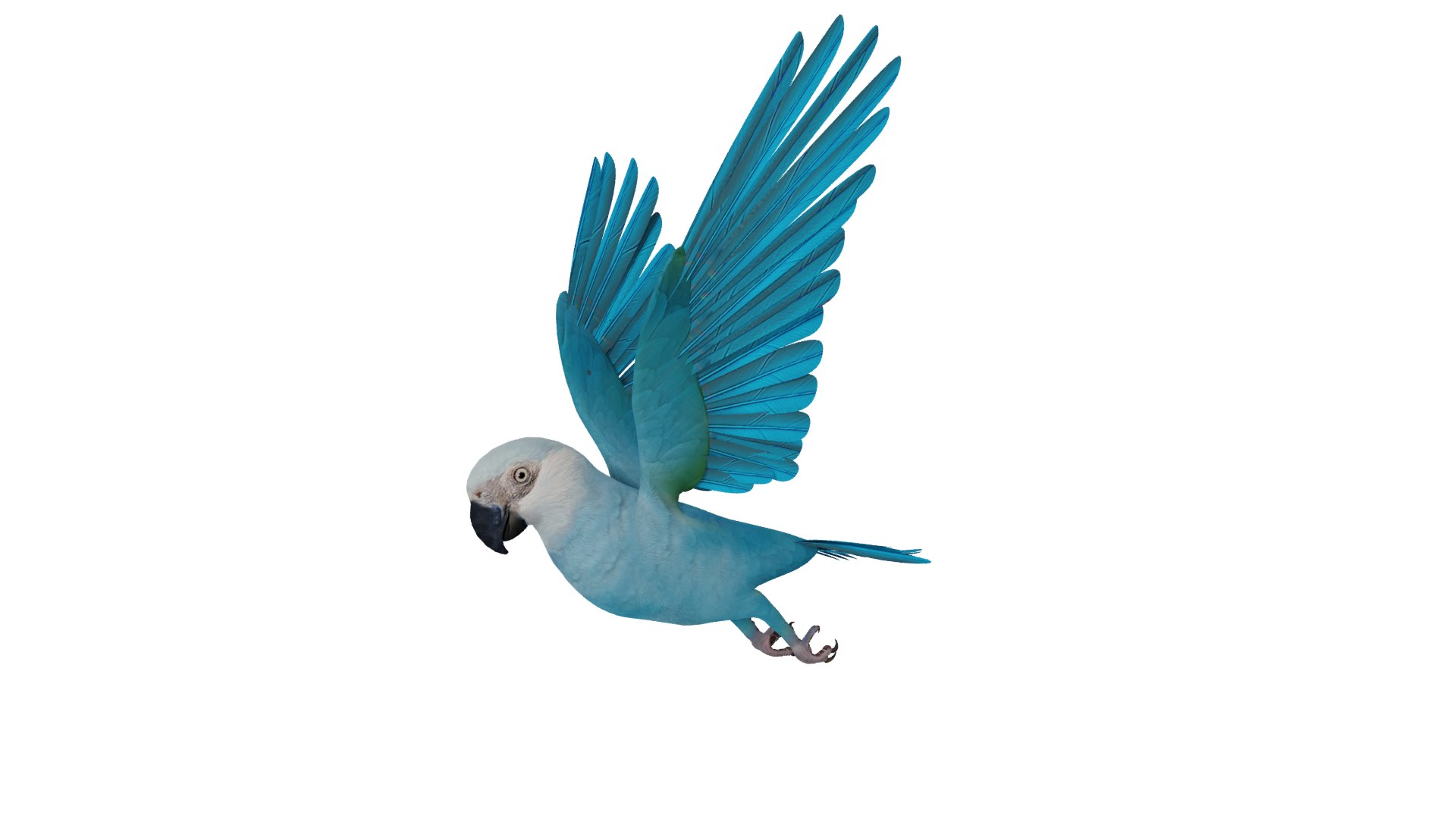 Spix Blue Macaw model https://p.turbosquid.com/ts-thumb/Zn/4HguxU/xz/spix_preview1324/png/1760757785/1920x1080/fit_q87/697dedcef6f332b0ef95e2eedcd06206626d7dac/spix_preview1324.jpg