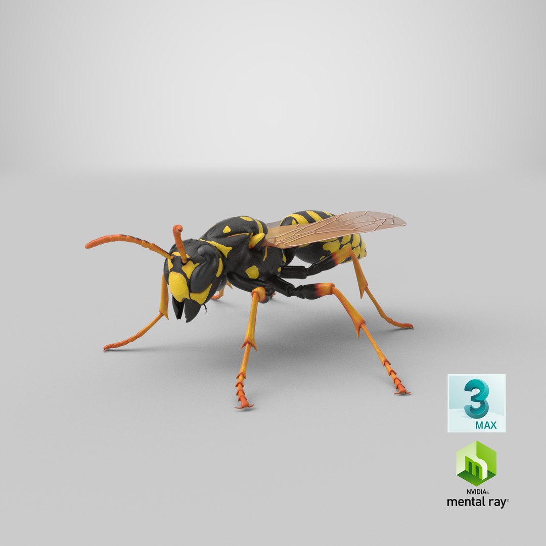 paper wasp standing model https://p.turbosquid.com/ts-thumb/Zn/4k1Lqe/3Q1lyCfx/stemcell_max_mental_ray_render/png/1550250715/1920x1080/fit_q87/8ade26667c693def0a1e2933d2683f89a143b9e3/stemcell_max_mental_ray_render.jpg