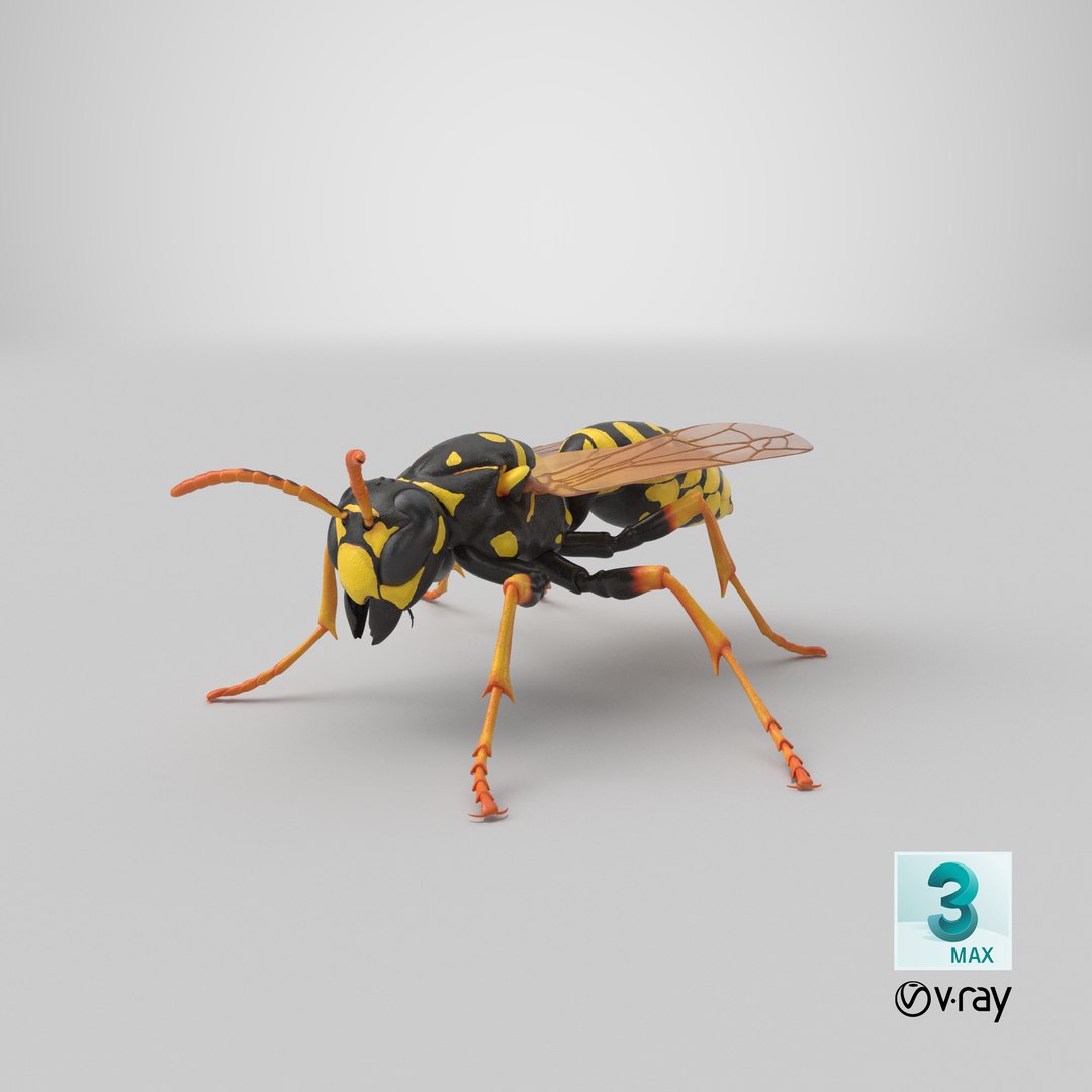paper wasp standing model https://p.turbosquid.com/ts-thumb/Zn/4k1Lqe/AxmoGFfx/stemcell_max_vray_render/png/1550250709/1920x1080/fit_q87/6716d8bed29008a99f0645ee4ffc9470bcedead4/stemcell_max_vray_render.jpg