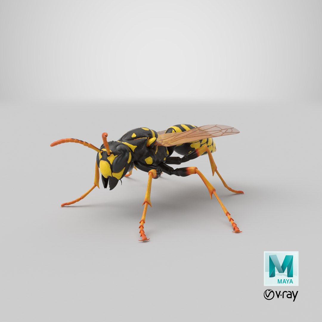 paper wasp standing model https://p.turbosquid.com/ts-thumb/Zn/4k1Lqe/JqisQyzD/stemcell_maya_vray_render/png/1550250702/1920x1080/fit_q87/c5c61b3fb0228fa379997b05f30a906387f1f370/stemcell_maya_vray_render.jpg
