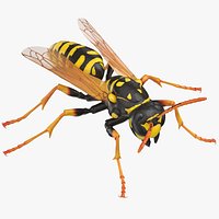Paper Wasp Standing