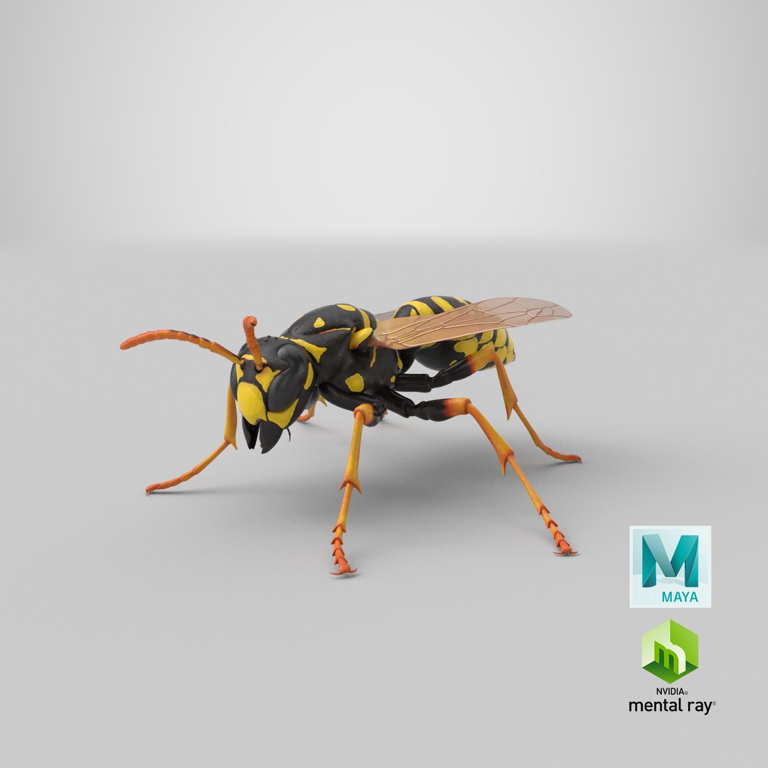 paper wasp standing model https://p.turbosquid.com/ts-thumb/Zn/4k1Lqe/Vxt94FWy/stemcell_maya_mental_ray_render/png/1550250705/1920x1080/fit_q87/7c52cfba93b8b4a3d09b397fa8fbac54cca594a0/stemcell_maya_mental_ray_render.jpg