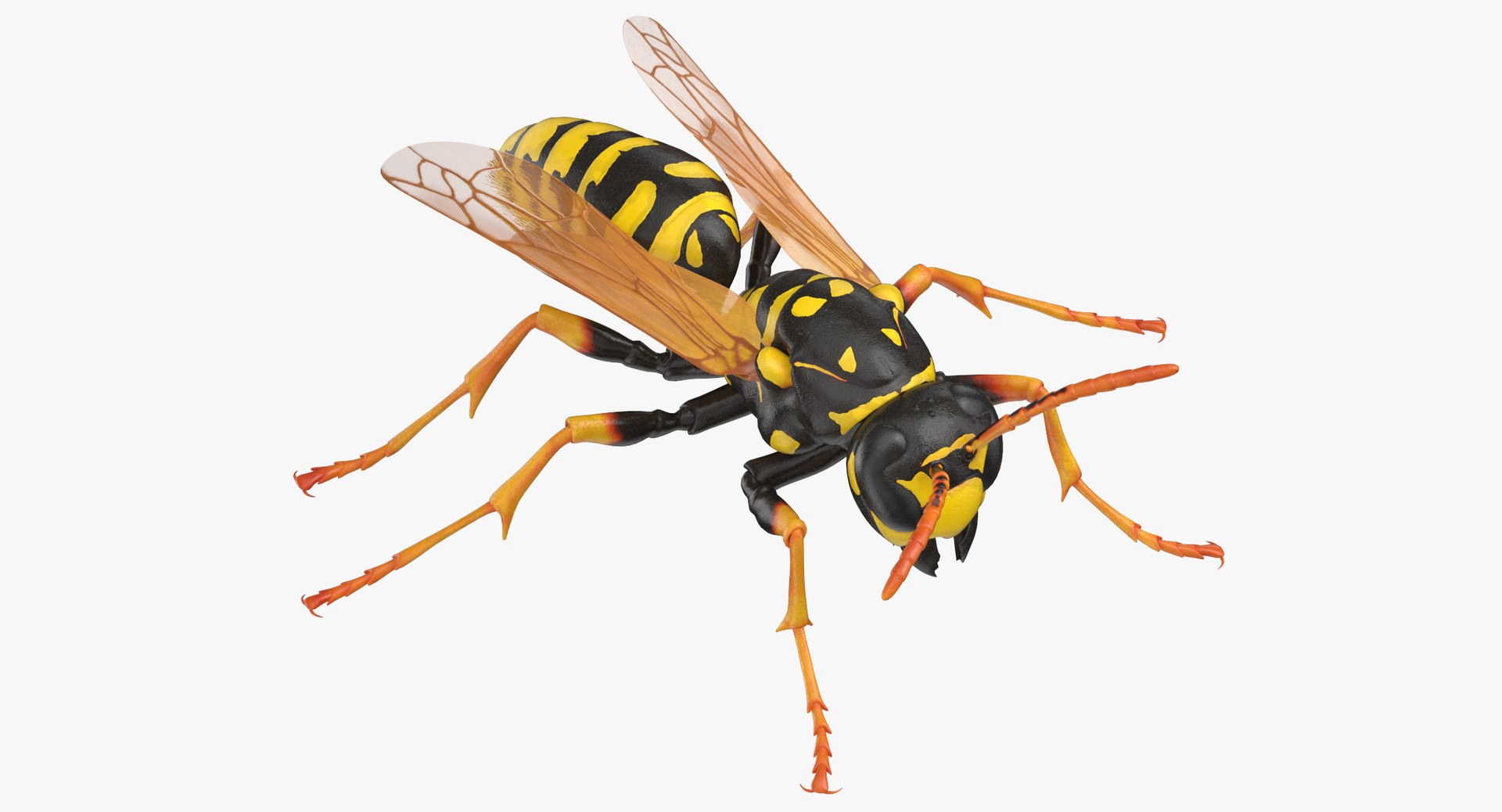 paper wasp standing model https://p.turbosquid.com/ts-thumb/Zn/4k1Lqe/qjmzoUv4/paper_wasp_standing_thumbnail_0000/jpg/1547625064/1920x1080/fit_q87/e8bdec864f90bfb1f4760a66704ad273c9da3977/paper_wasp_standing_thumbnail_0000.jpg