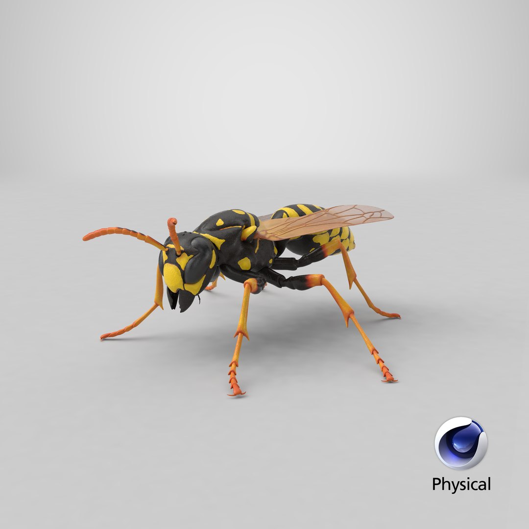 paper wasp standing model https://p.turbosquid.com/ts-thumb/Zn/4k1Lqe/xD5OWGQO/stemcell_cinema_4d_physical_render/png/1550250728/1920x1080/fit_q87/b99d3b0d8c98e001595f45cfb998b74d54317df9/stemcell_cinema_4d_physical_render.jpg