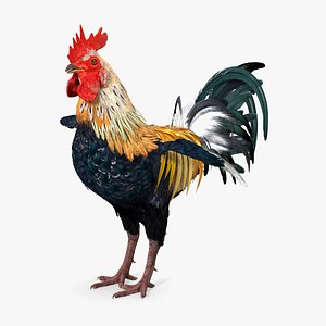 Rainbow Rooster Rigged for Cinema 4D 3D model
