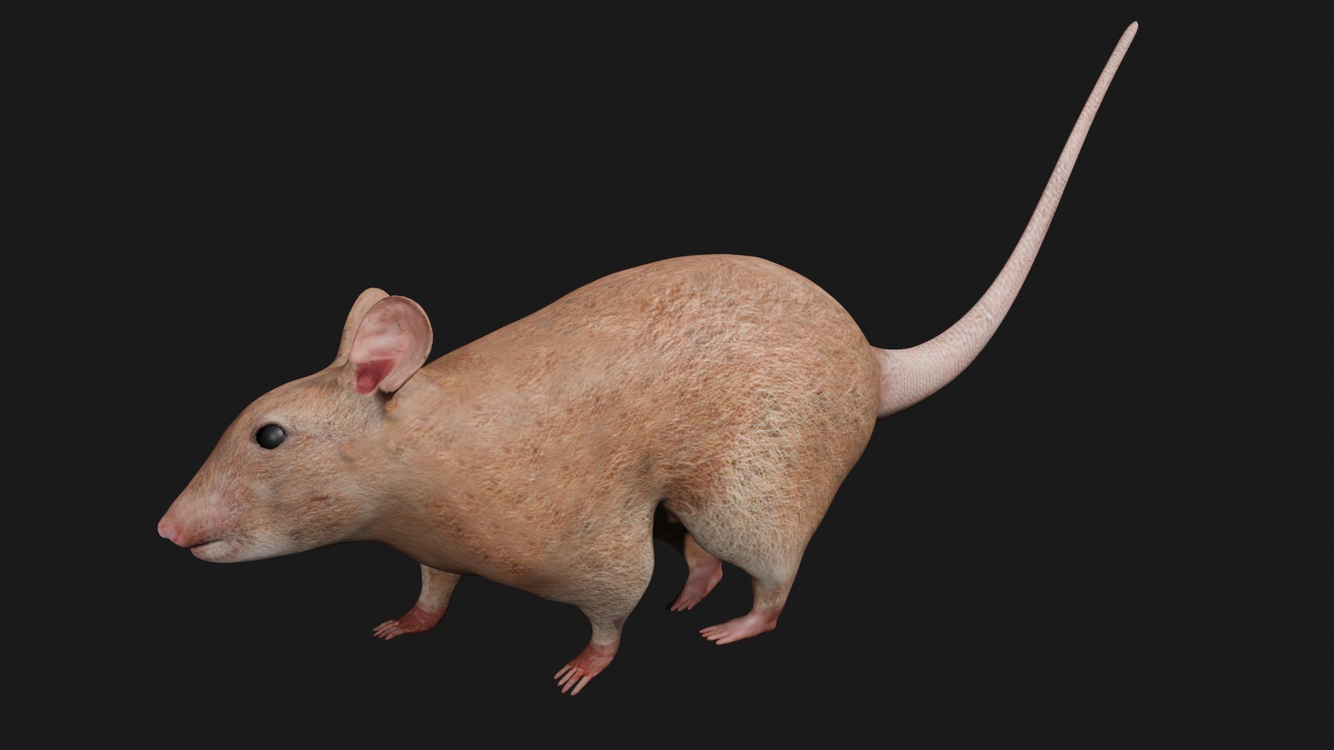 Rat Rigged 3D Model - TurboSquid 1661448