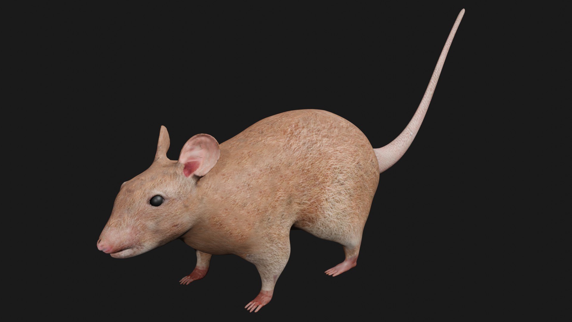 Rat Rigged 3D Model - TurboSquid 1661448