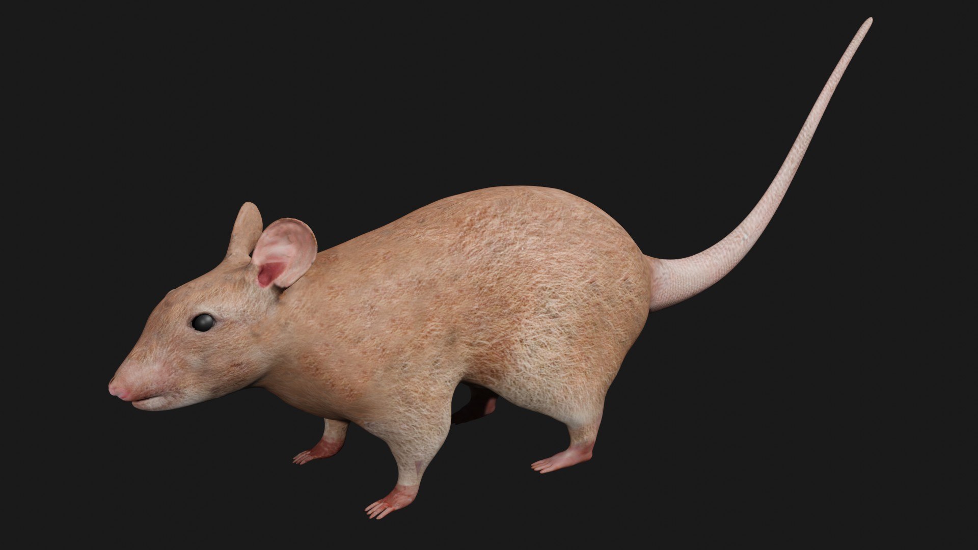 Rat Rigged 3D Model - TurboSquid 1661448