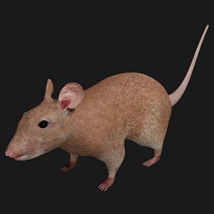Rat Rigged Low Poly