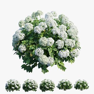 Hydrangea Plant set 29
