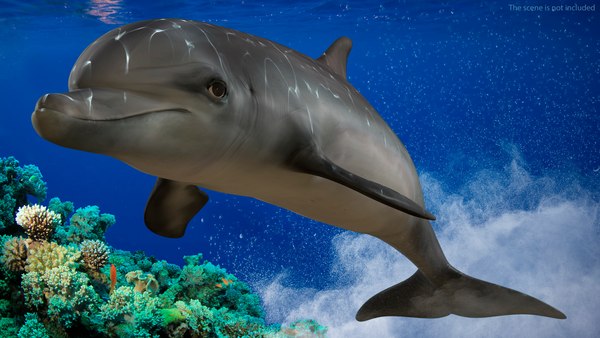 modelo 3d Dolphin Swimming Animated - TurboSquid 2054522