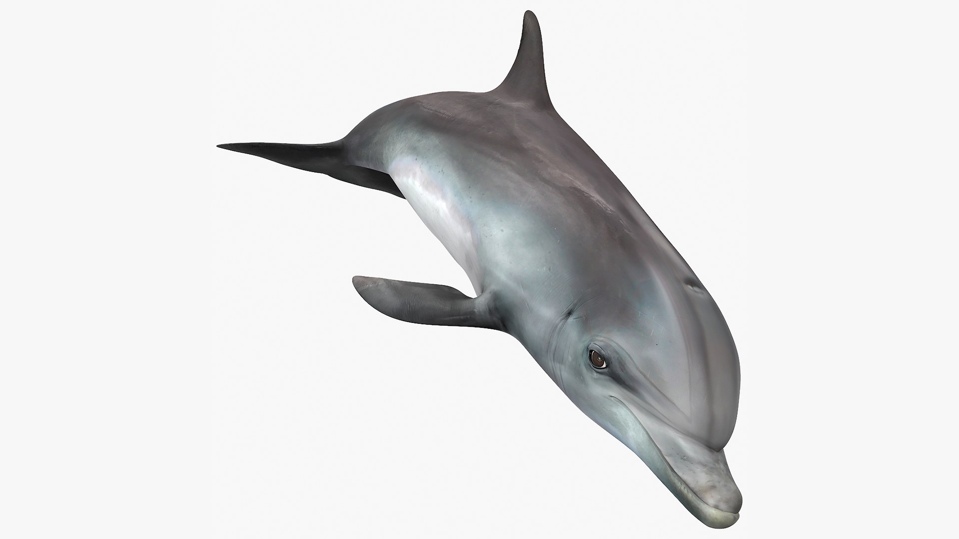 Dolphin Swimming Animated 3D model preview