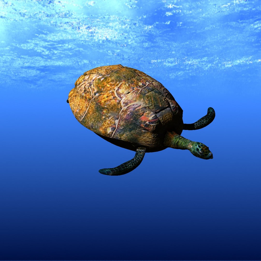 sea turtle 3d lwo https://p.turbosquid.com/ts-thumb/Zn/U19Ilg/1mkFaDUL/ft02/jpg/1442941276/1920x1080/fit_q87/9df0b65c7fa6afb4f4e771d7477d5783b3d5f9aa/ft02.jpg