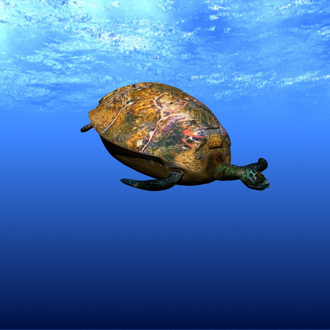 sea turtle 3d lwo https://p.turbosquid.com/ts-thumb/Zn/U19Ilg/Ery3TVOP/ft06/jpg/1442941276/1920x1080/fit_q87/cb32ba8894e1b1ad2a0a930c7a4e9ba0dc502d4c/ft06.jpg