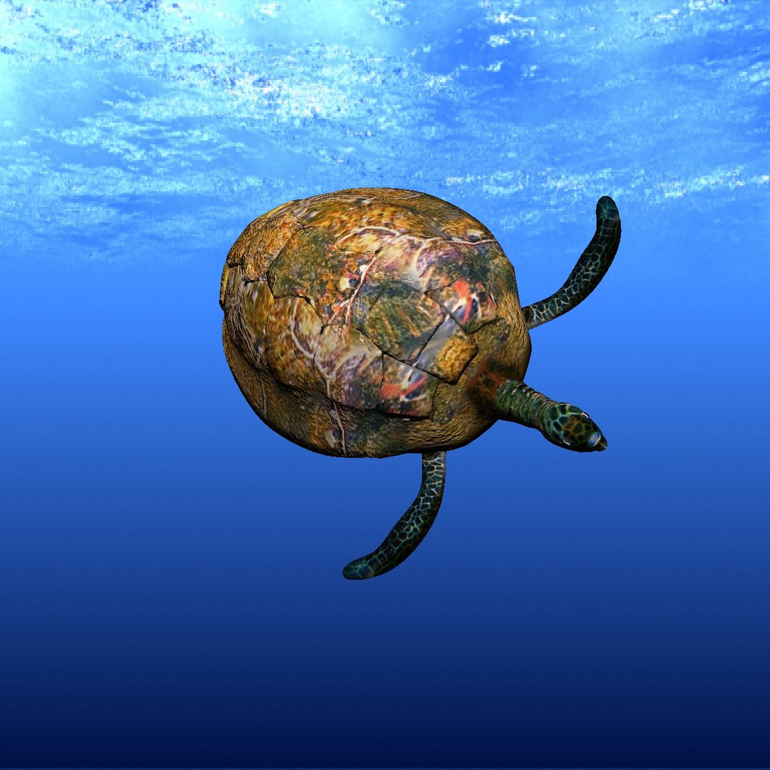 sea turtle 3d lwo https://p.turbosquid.com/ts-thumb/Zn/U19Ilg/JczTrgxM/ft09/jpg/1442941276/1920x1080/fit_q87/6ffa72ea9c15583a6c7ec9fef9af8f342ec4f7de/ft09.jpg