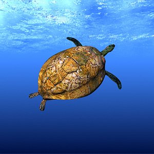 sea turtle 3d lwo