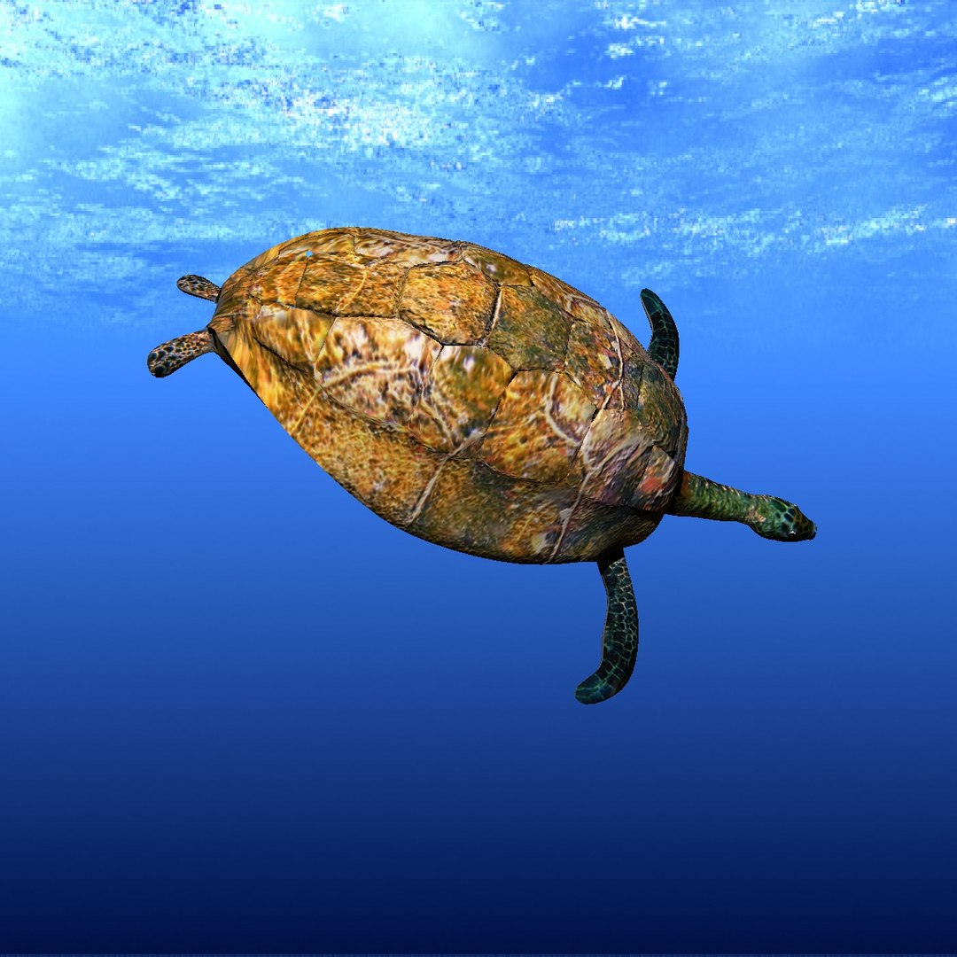 sea turtle 3d lwo https://p.turbosquid.com/ts-thumb/Zn/U19Ilg/qgpUV43R/ft10/jpg/1442941276/1920x1080/fit_q87/12c43336de3e43b4642b030726e5bf5c7de656ec/ft10.jpg