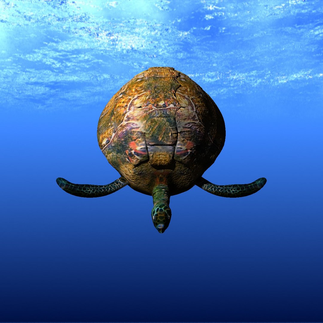 sea turtle 3d lwo https://p.turbosquid.com/ts-thumb/Zn/U19Ilg/sctEnmjW/ft11/jpg/1442941276/1920x1080/fit_q87/ecd4250f3ae024f6c927b26cc86924ca8664d290/ft11.jpg