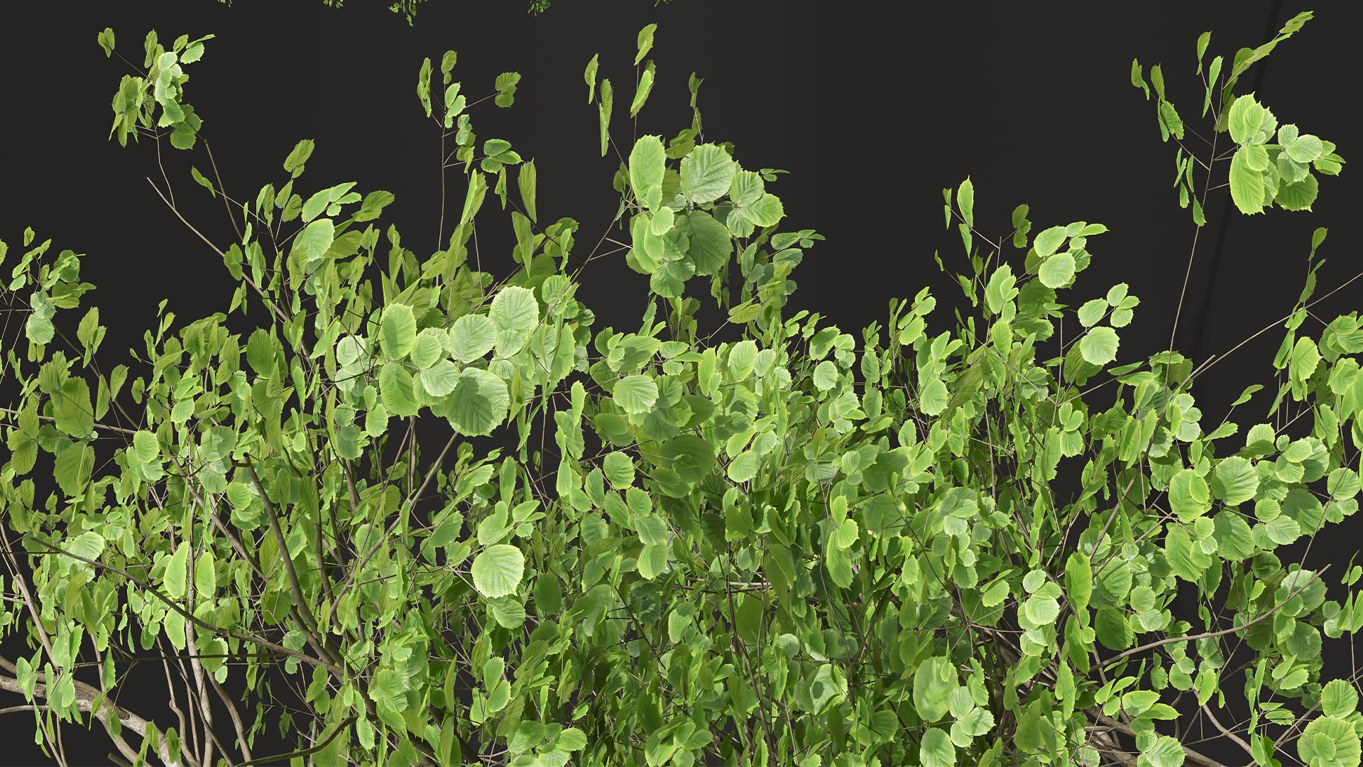 New Plant High detail Fagus Sylvatica02 3D https://p.turbosquid.com/ts-thumb/Zn/XVN638/Bp/z05/png/1706789249/1920x1080/fit_q87/60750edf7564612a4b087b5af0706199349d9686/z05.jpg