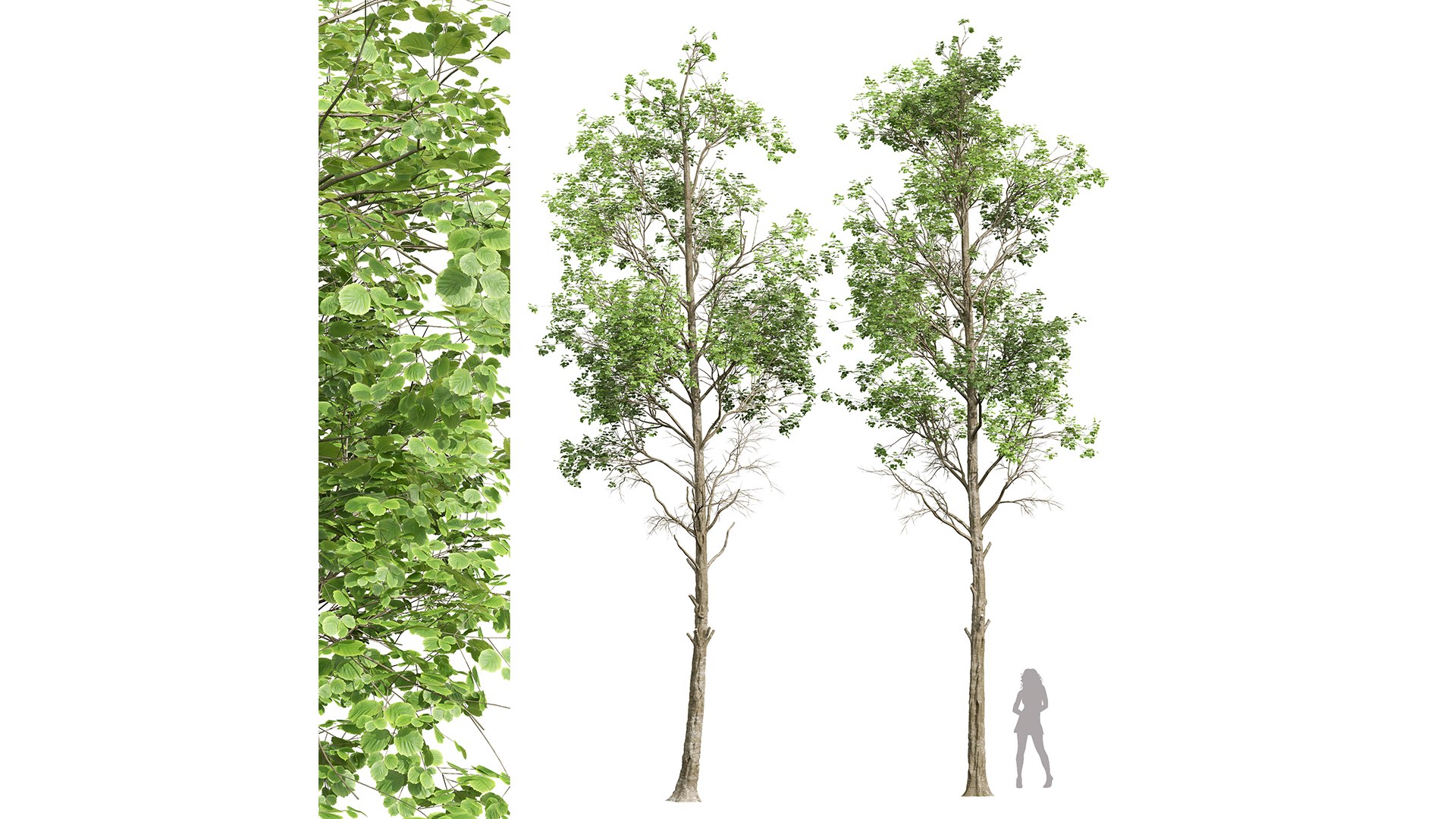 New Plant High detail Fagus Sylvatica02 3D https://p.turbosquid.com/ts-thumb/Zn/XVN638/Br/z01/png/1706789240/1920x1080/fit_q87/bdd27a737865e1b2a5d0e3d0c5e3b3ff79d42831/z01.jpg
