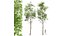 Neue Pflanze mit hohem Detailreichtum Fagus Sylvatica02