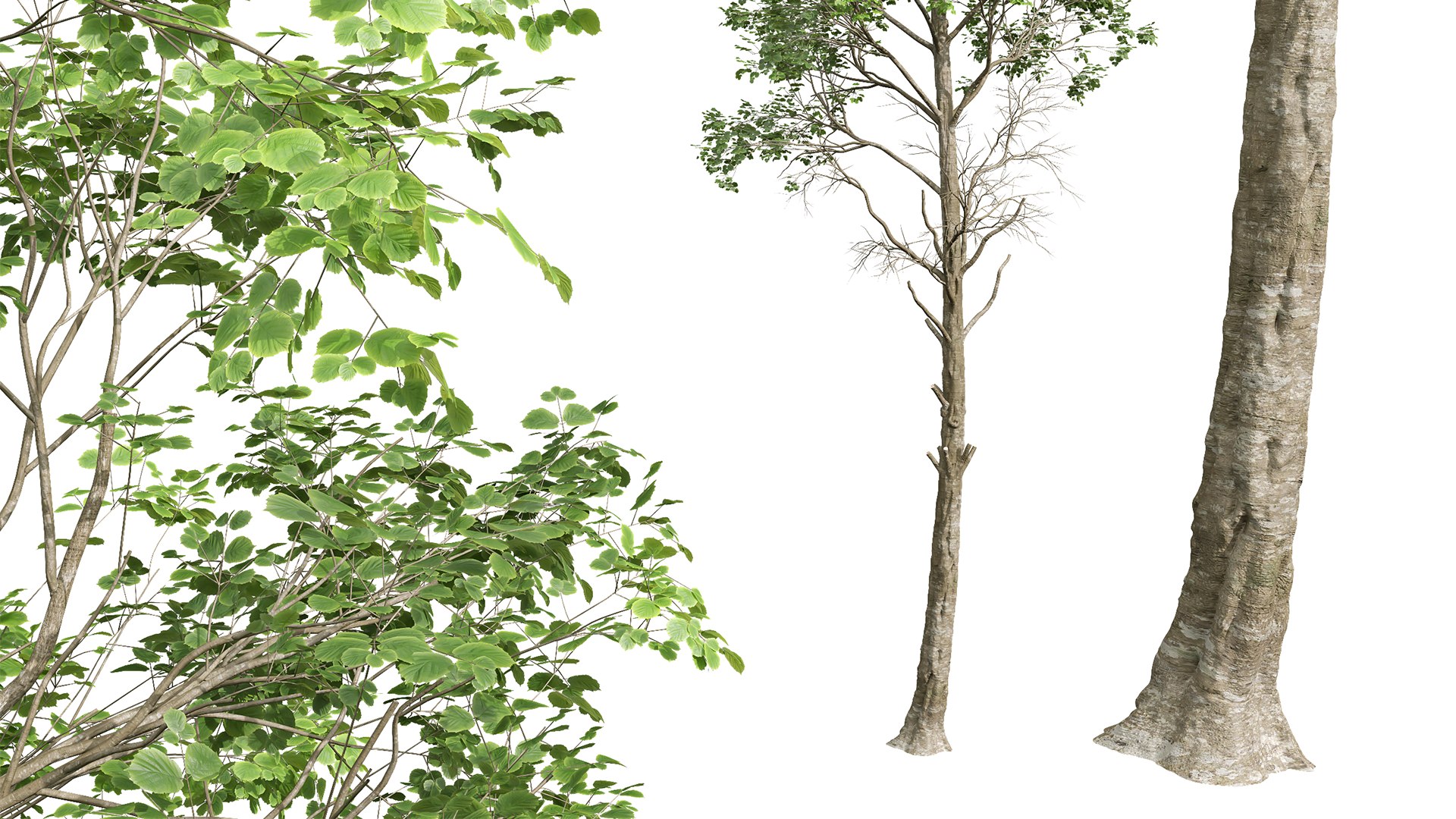 New Plant High detail Fagus Sylvatica02 3D https://p.turbosquid.com/ts-thumb/Zn/XVN638/Id/z06/png/1706789250/1920x1080/fit_q87/aab9a4fc1eb509414a2c2ec4a3c6ae179231b3cd/z06.jpg
