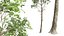 Neue Pflanze mit hohem Detailreichtum Fagus Sylvatica02