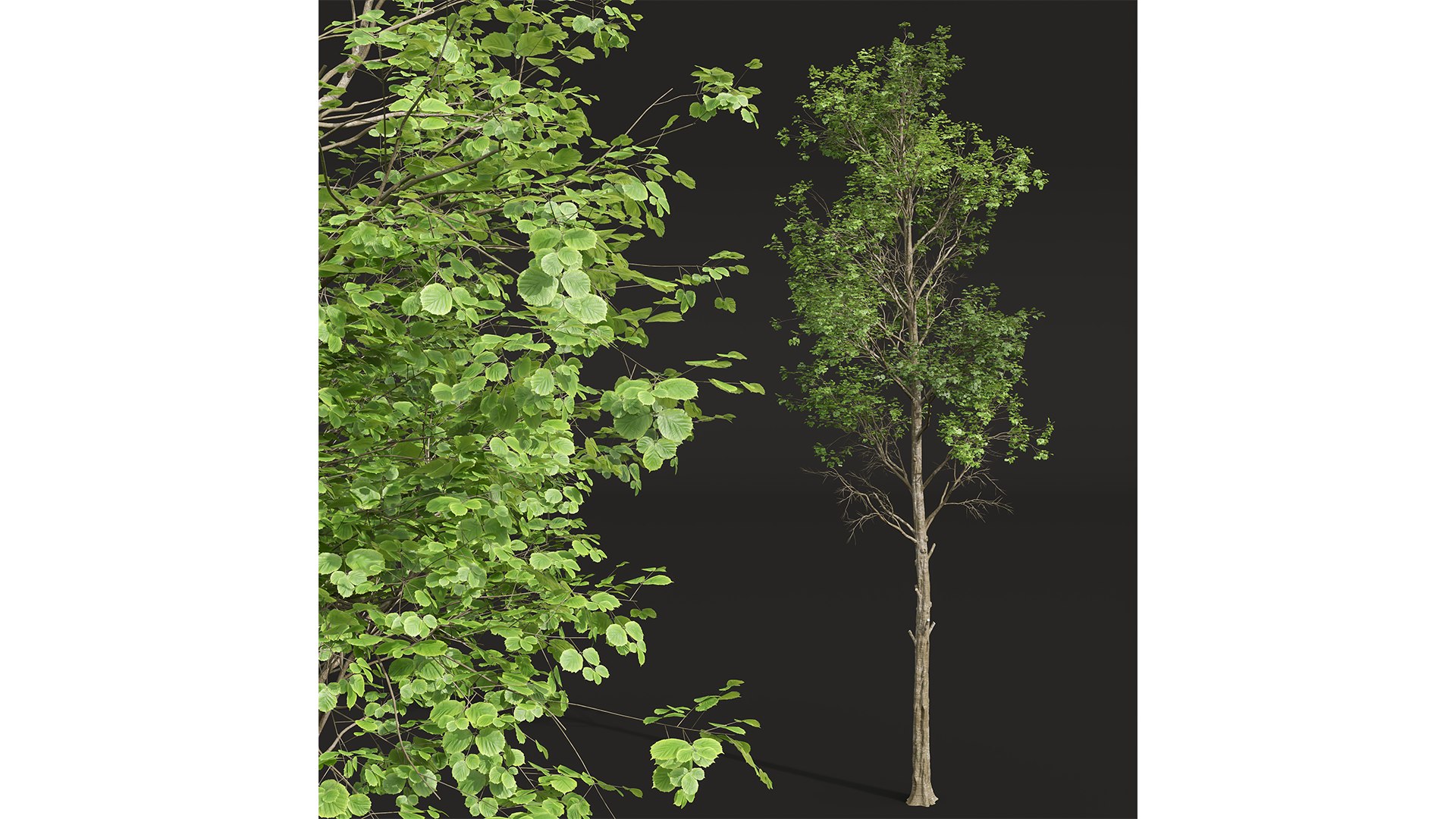 New Plant High detail Fagus Sylvatica02 3D https://p.turbosquid.com/ts-thumb/Zn/XVN638/ru/z02/png/1706789243/1920x1080/fit_q87/4c7557a43915ca66608a696a0c5b59278e0bd30c/z02.jpg