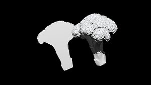 3D broccoli  cut 3D CT scan model 3 decimate 5percent model