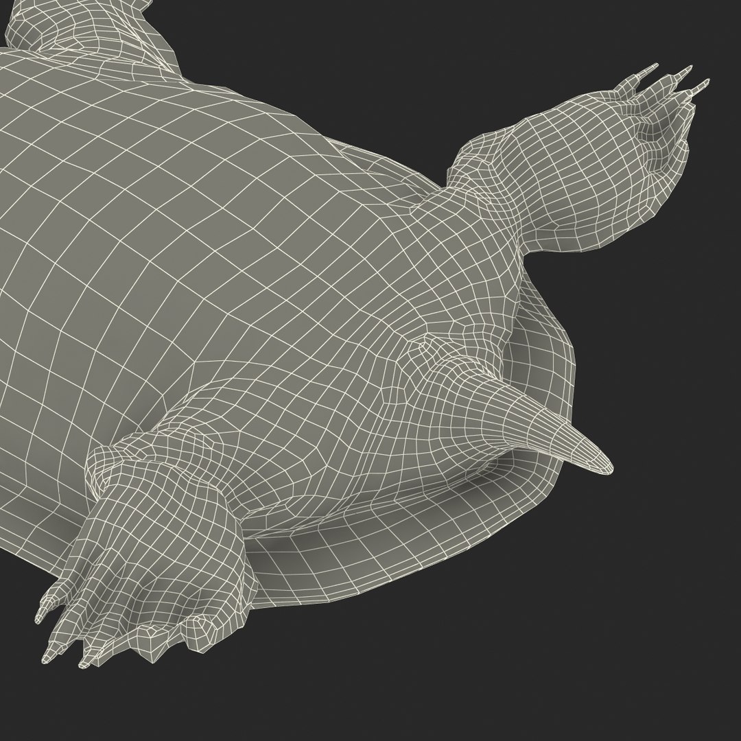 ma chinese softshell turtle rigged