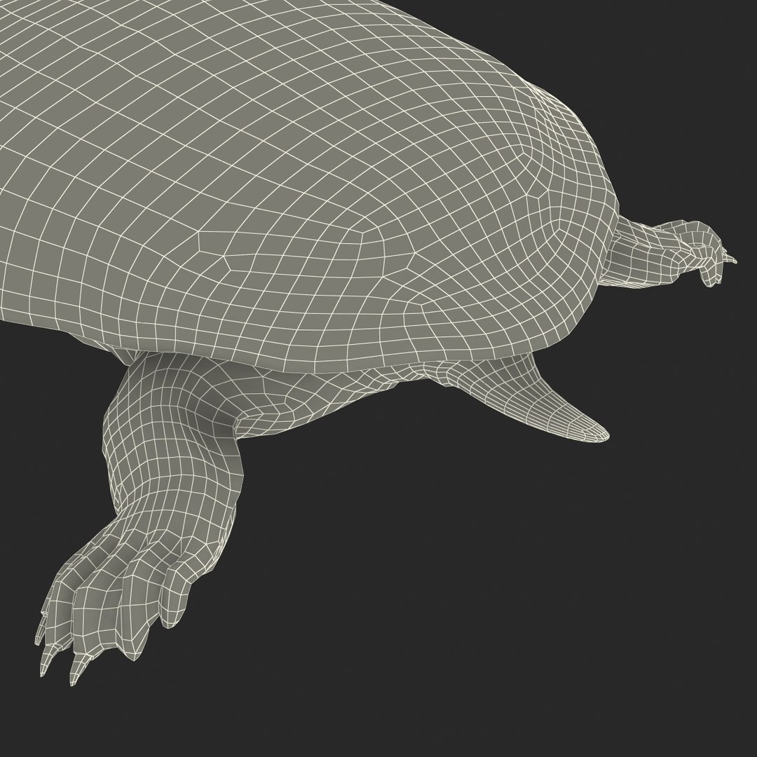 ma chinese softshell turtle rigged