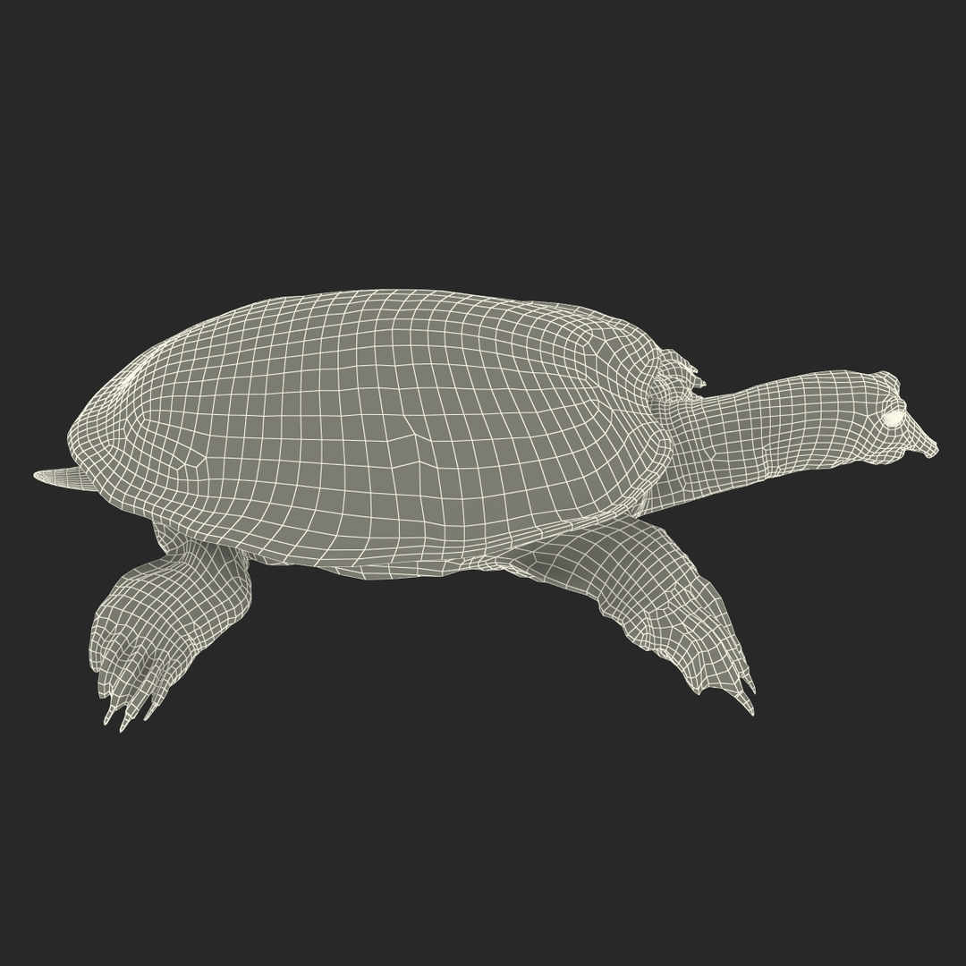 Ma Chinese Softshell Turtle Rigged