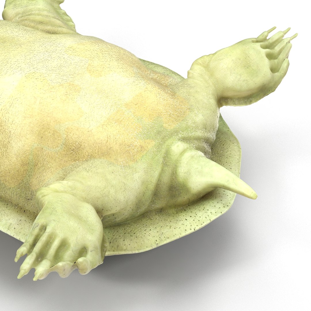 Ma Chinese Softshell Turtle Rigged