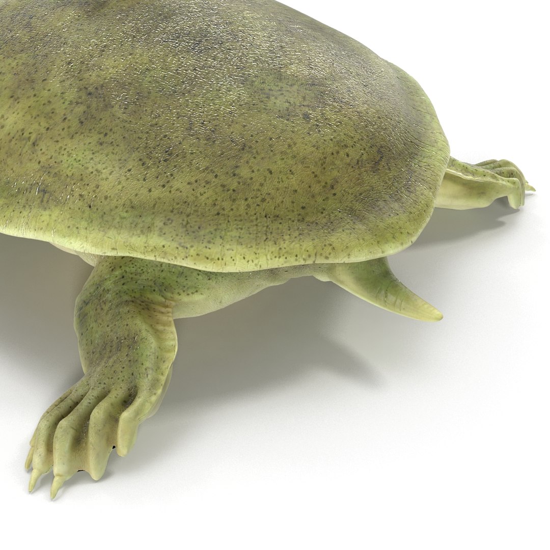 Ma Chinese Softshell Turtle Rigged